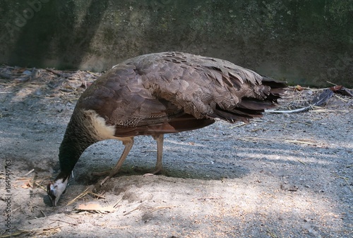 Peacock photo