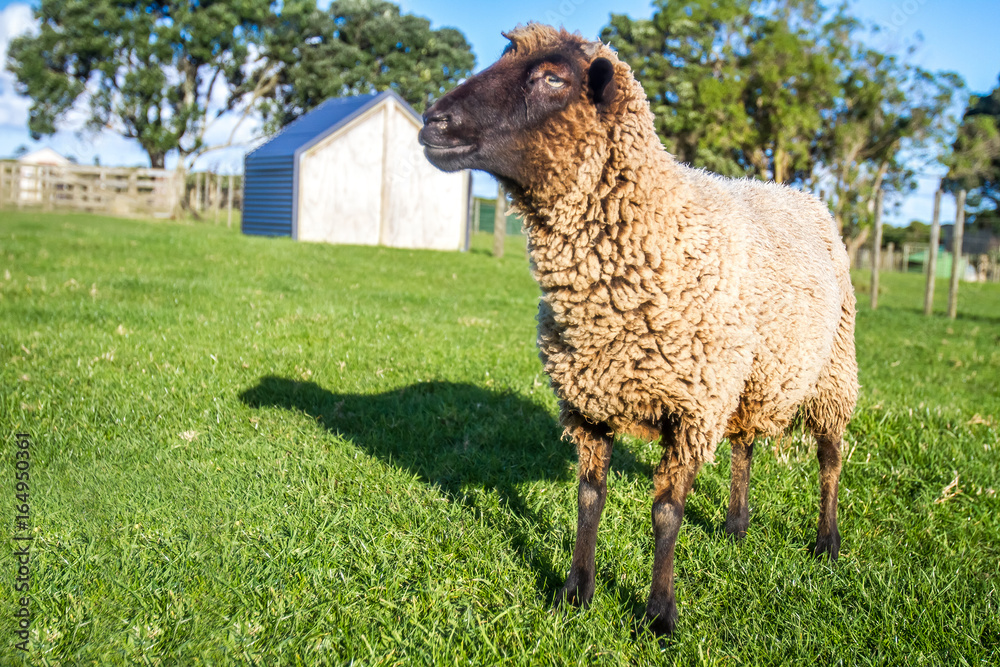 sheep on a farm, green grass background sheep on a farm, green grass background