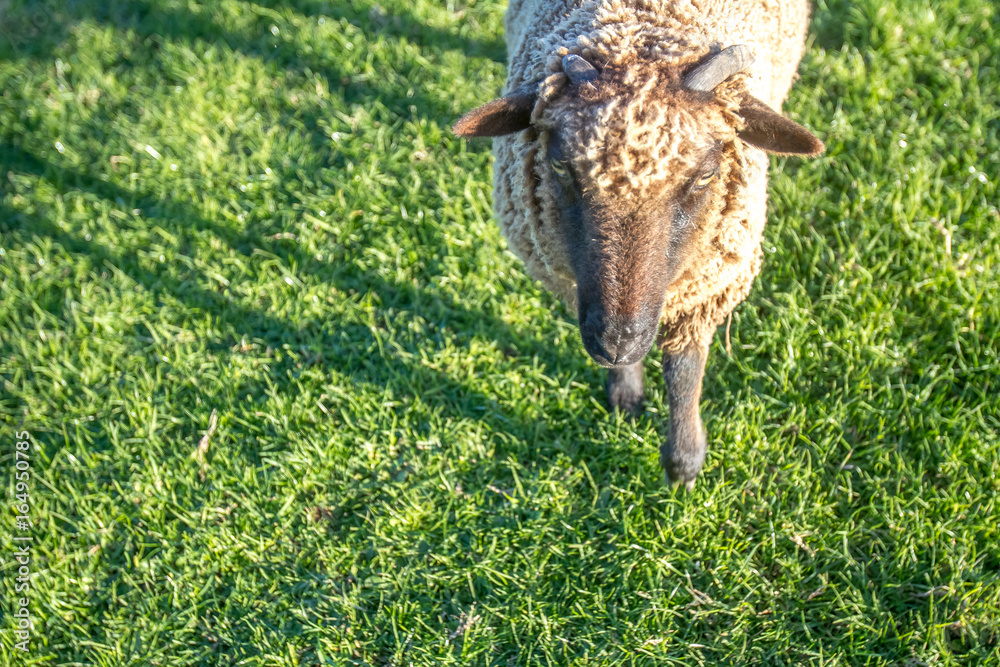 sheep on a farm, green grass background sheep on a farm, green grass background