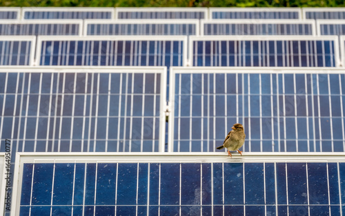 Sustainable energy and wildlife. A sparrow bird sitting on solar farm panels illustrating their environmental compatibility.