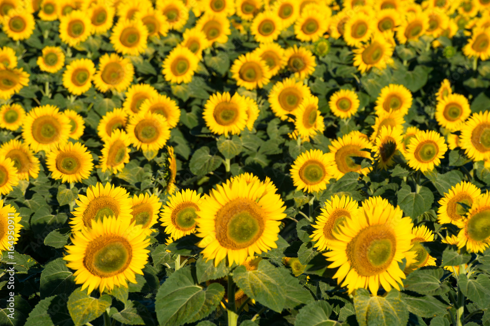 Top view on blooming field of sunflowers. Isolated focus. Top view on blooming field of sunflowers. Isolated focus.