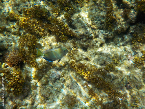 poissons colorés