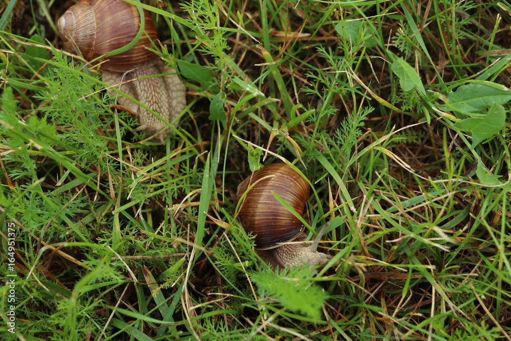 Close up of snail couple in the grass Close up of snail couple in the grass