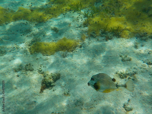 Poisson coffre 