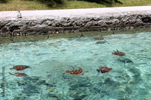 Tortues - Turtles in water - french polynesia