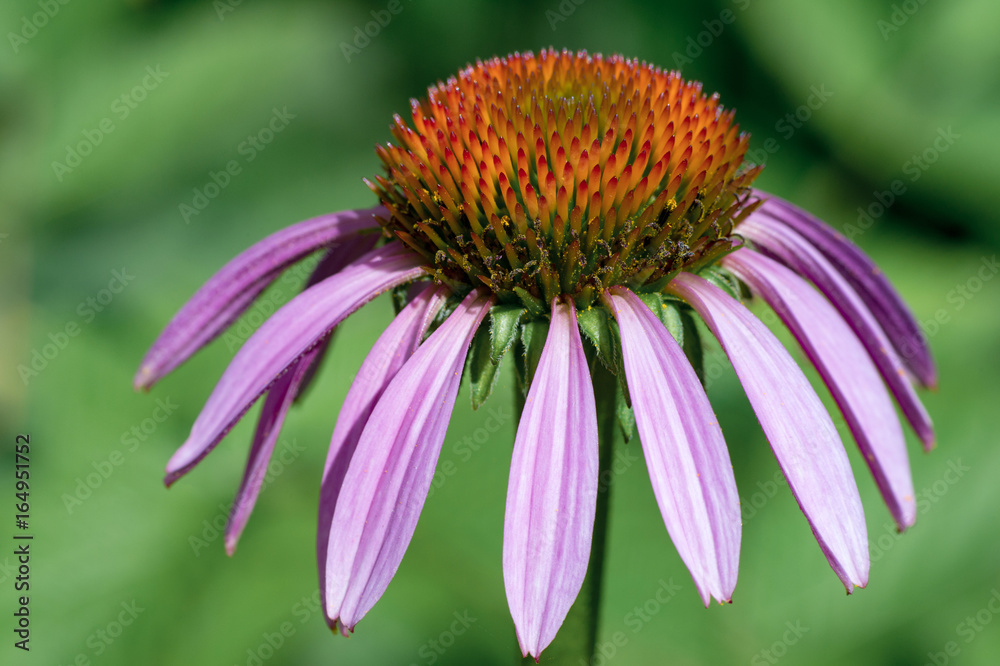 Photo of purple echinacea flower, close-up. Natural background Photo of purple echinacea flower, close-up. Natural background
