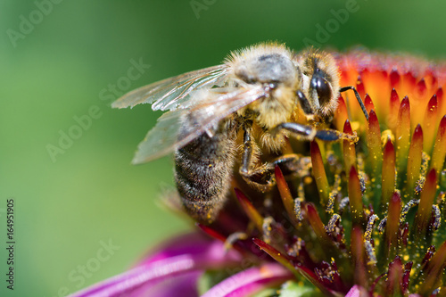 Close-up of a honey bee pollinating the purple flower