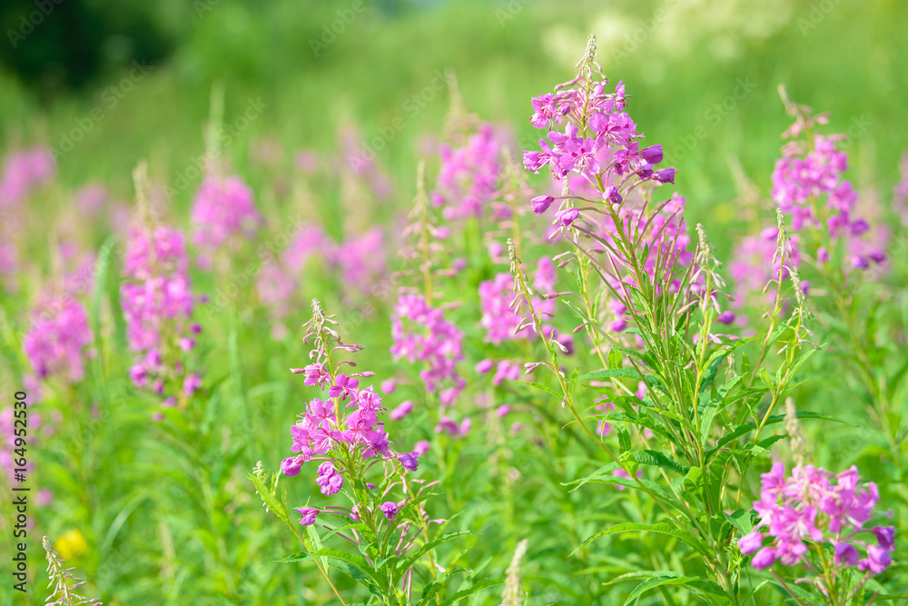 Pink flowers of fireweed (Epilobium or Chamerion angustifolium) in bloom ivan tea. Flowering willowherb Pink flowers of fireweed (Epilobium or Chamerion angustifolium) in bloom ivan tea. Flowering willowherb