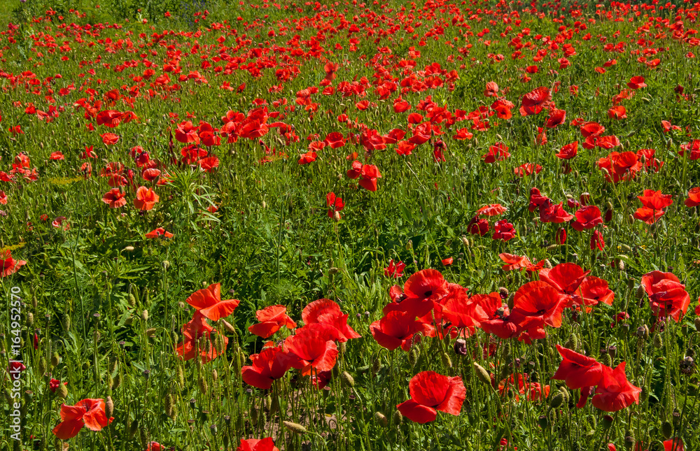 Obraz premium Big red poppy flower with buds in the meadow. Nature composition. Closeup of big poppy flowers.