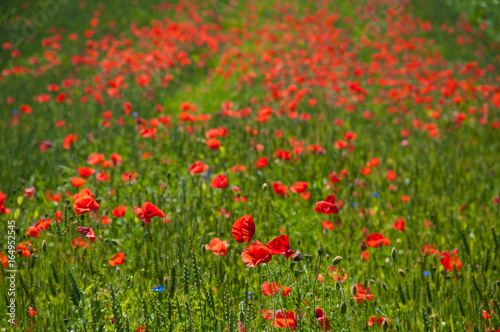 Big red poppy flower with buds in the meadow. Nature composition. Closeup of big poppy flowers.