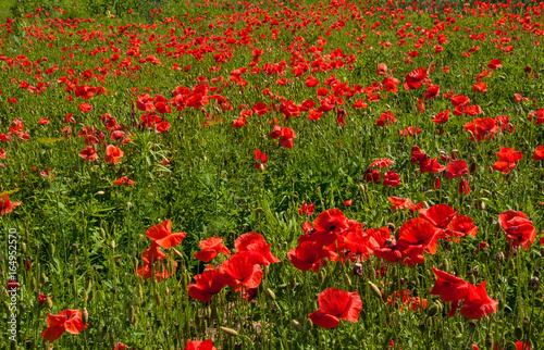 Big red poppy flower with buds in the meadow. Nature composition. Closeup of big poppy flowers.