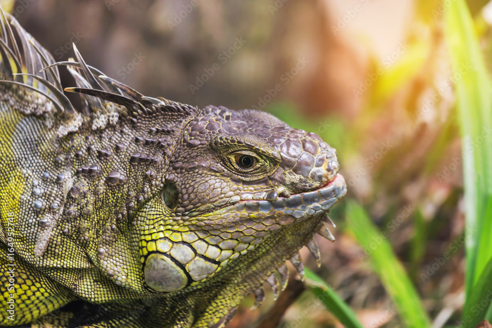 Close up portrait green iguana (Iguana iguana) large lizard reptile resting in natural Close up portrait green iguana (Iguana iguana) large lizard reptile resting in natural