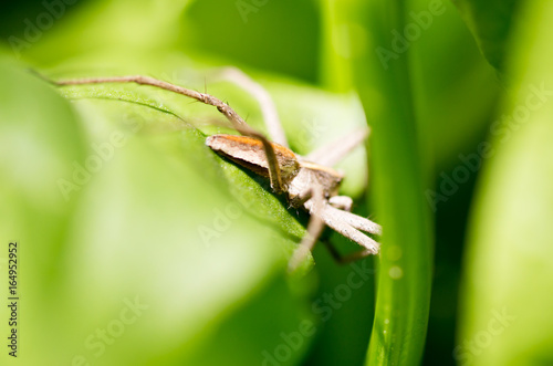 A spider on a green leaf in nature