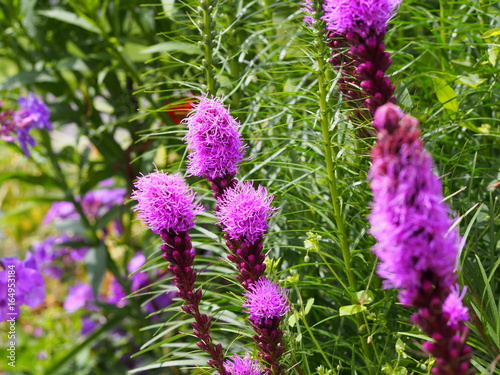 Liatris spicata  blazing star  gayfeather    