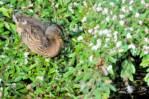 Young Cute Duck Resting in Green leafs near the river