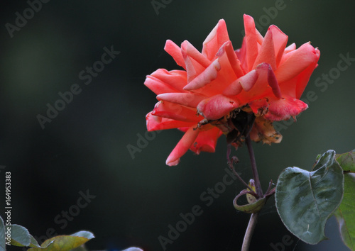 Dirty Red Open Rose with Spider Cobs in A Dark Background