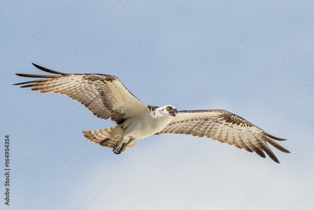 Obraz premium Flying osprey (Pandion haliaetus), Everglades National Park, Florida