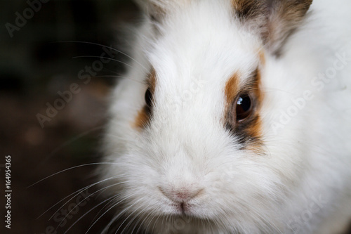 White-brown fluffy rabbit close-up. Portrait of a Bunny in the nature.