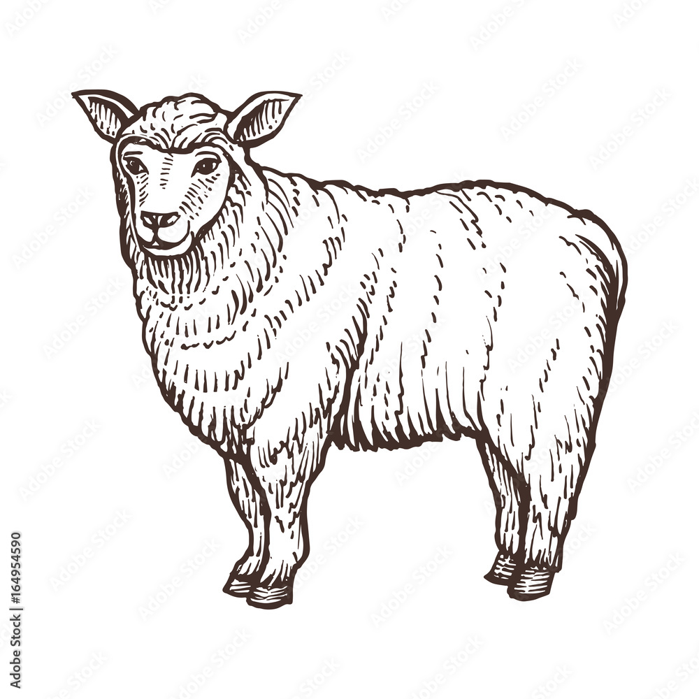 Obraz premium Sheep farm animal sketch, isolated sheep mammal on the white background. Vintage style. Vector illustration.