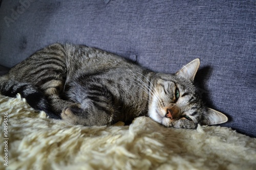 Katze auf Sofa © Leon
