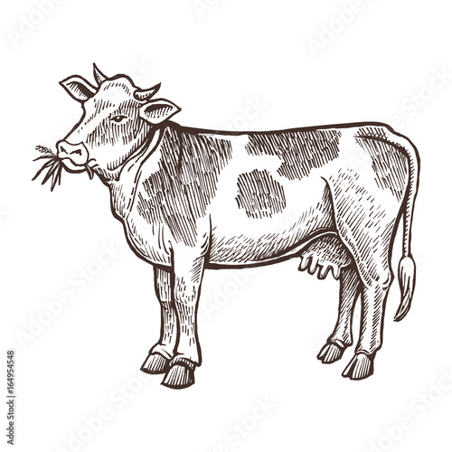 Cow farm animal sketch, isolated cow on the white background. Vintage style. Vector illustration.