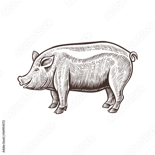 Farm pig animal sketch, isolated pork on the white background. Vintage style. Vector illustration.