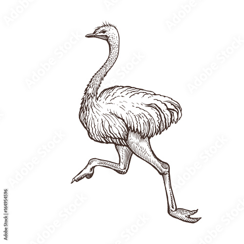 Ostrich bird, farm animal sketch, isolated running ostrich on the white background. Vintage style. Vector illustration.