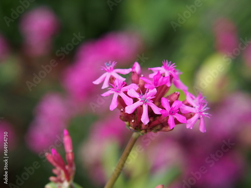 Silene orientalis - pink flowers 