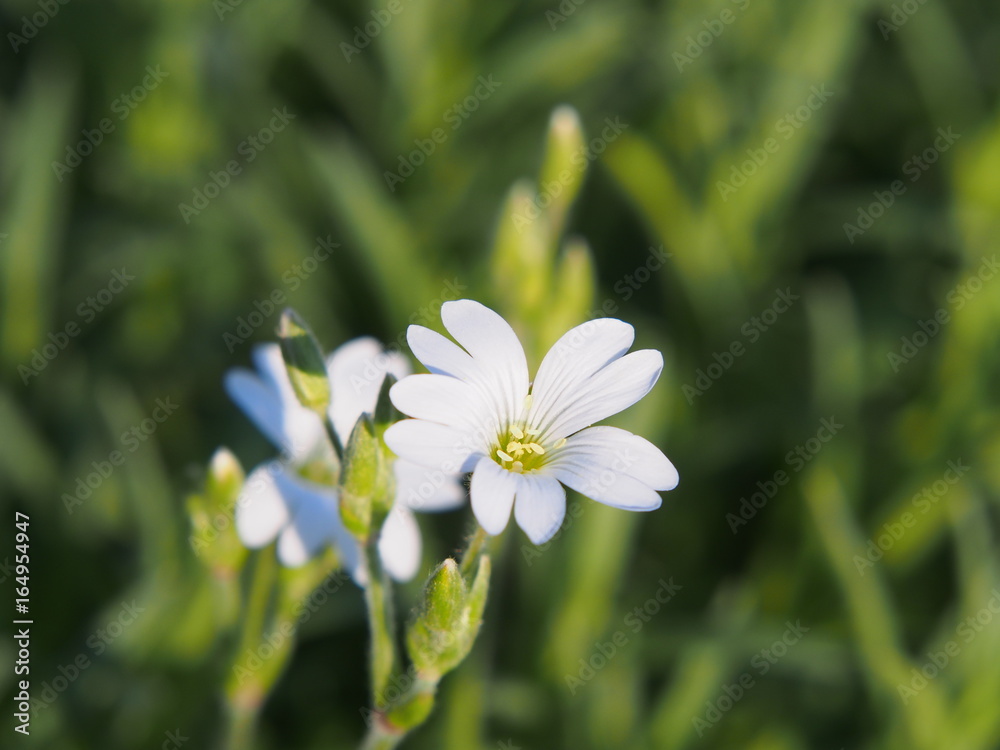 Cerastium tomentosum - Snow-in-Summer Cerastium tomentosum - Snow-in-Summer