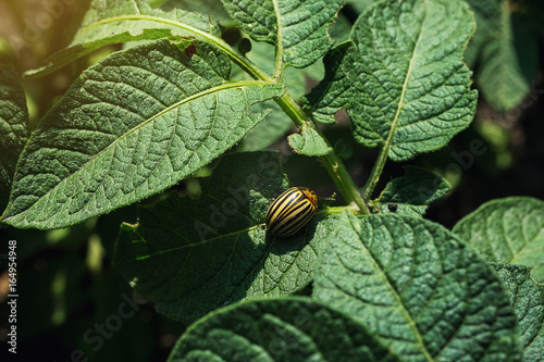 Colorado potato beetle eats potato leaves,close-up.Colorado Potato Striped Beetle-Leptinotarsa Decemlineata,Serious Pest Of Potatoes plants.Potato bug on green sheet,damage agricultural crops