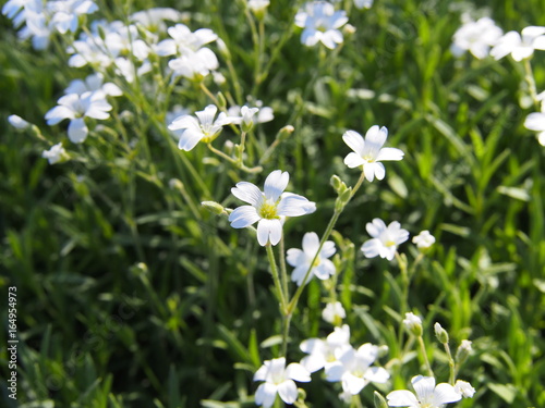 Cerastium tomentosum - Snow-in-Summer 