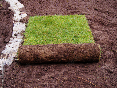 Carpet of turf - roll of sod - turf grass roll  