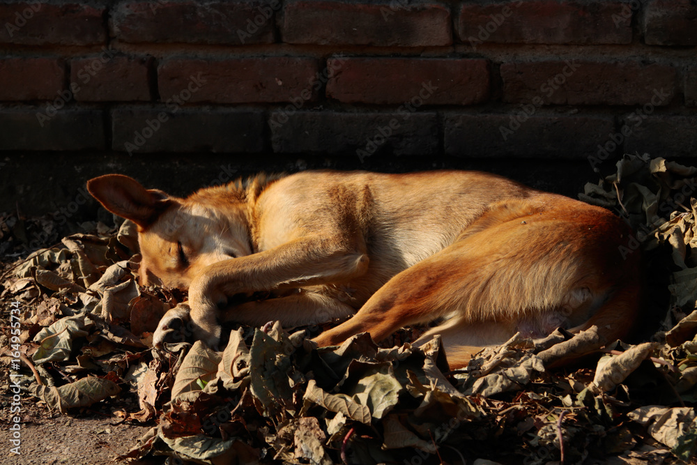 Unhappy homeless stray dog sleeping in leaves on the street