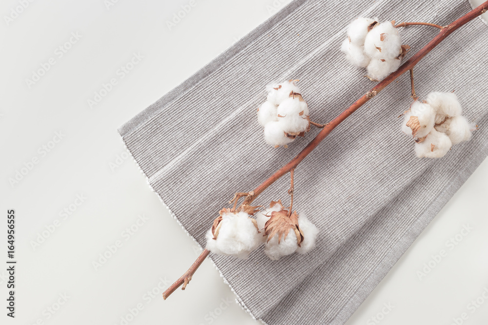 Fototapeta premium Cotton plant flower branch on white background