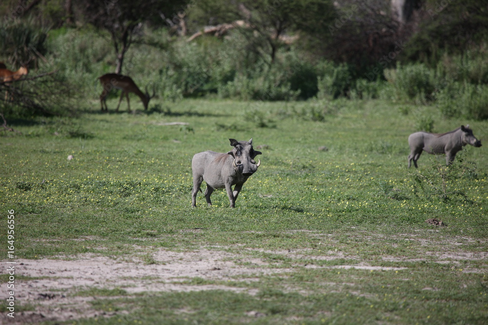 wild warthog pig dangerous mammal africa savannah Kenya wild warthog pig dangerous mammal africa savannah Kenya