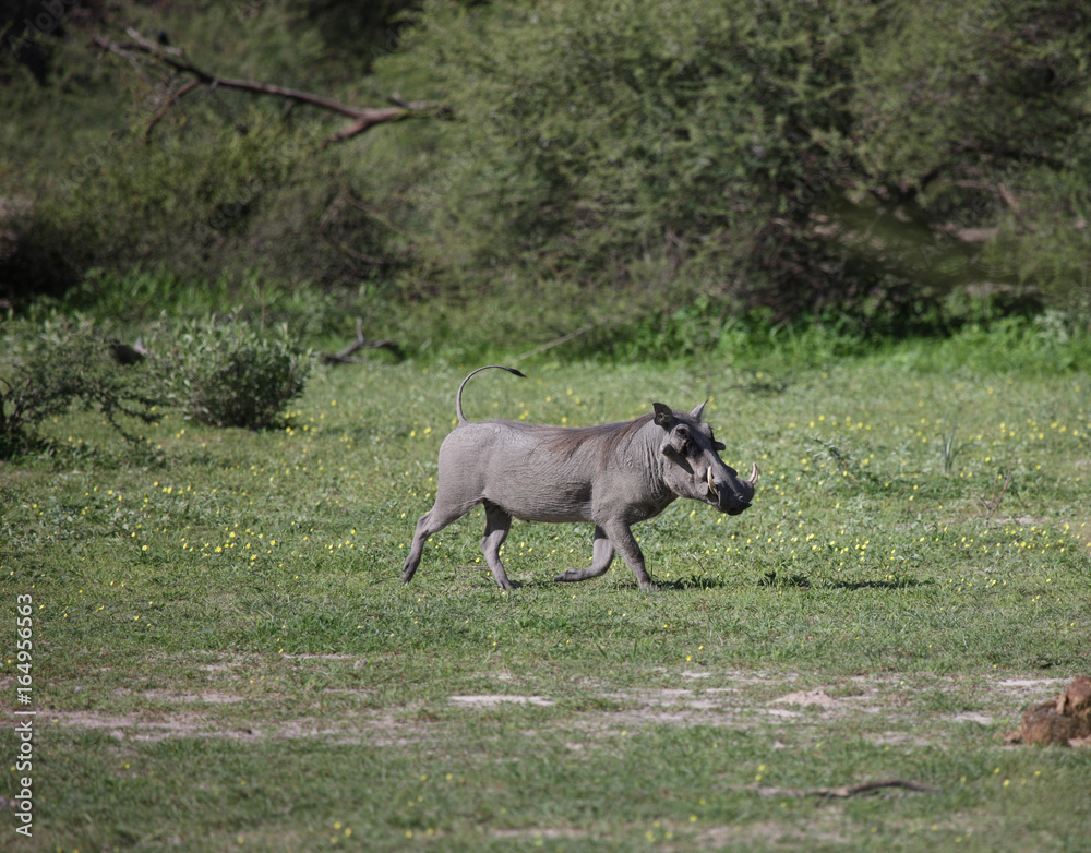 Fototapeta premium wild warthog pig dangerous mammal africa savannah Kenya