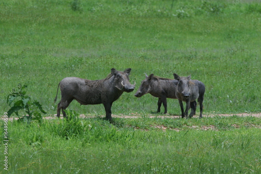 wild warthog pig dangerous mammal africa savannah Kenya wild warthog pig dangerous mammal africa savannah Kenya