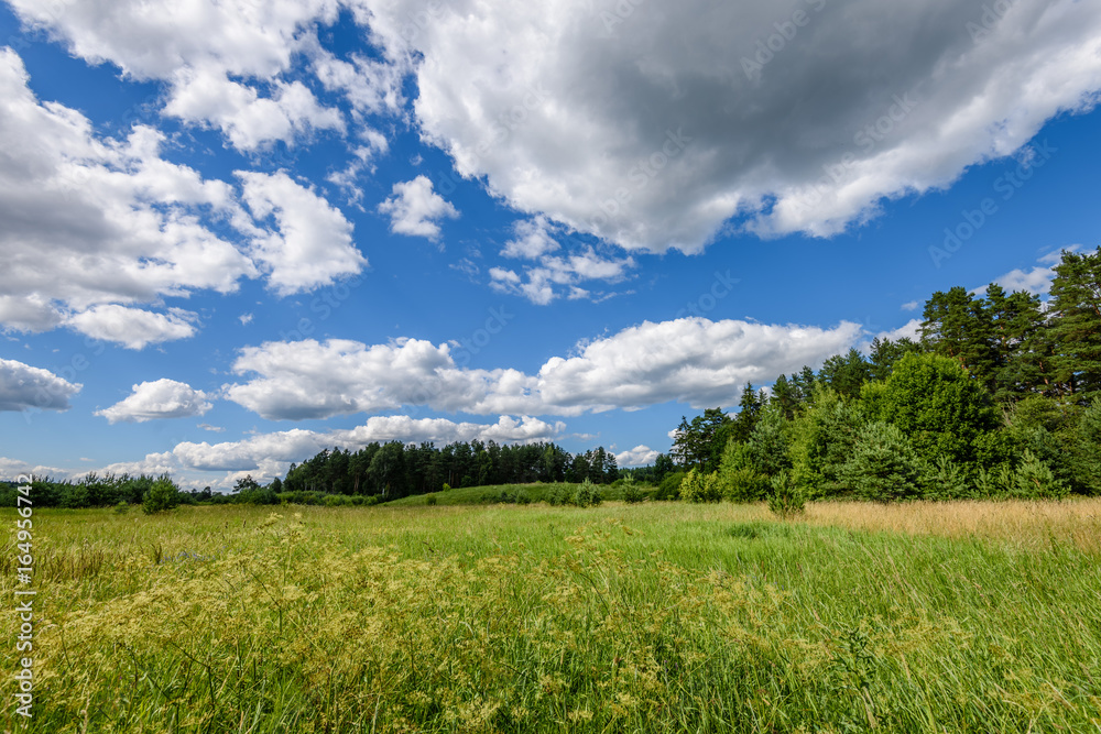 Fototapeta premium sunny meadow with flowers and green grass. low vantage point