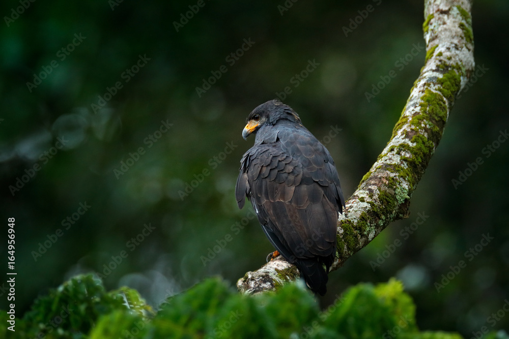Great Black-Hawk, Buteogallus urubitinga, large bird found in Central and South America. Vulture in tree. Bird, forest in the background. Wildlife scene from tropic nature. Hawk in nature habitat. Great Black-Hawk, Buteogallus urubitinga, large bird found in Central and South America. Vulture in tree. Bird, forest in the background. Wildlife scene from tropic nature. Hawk in nature habitat.