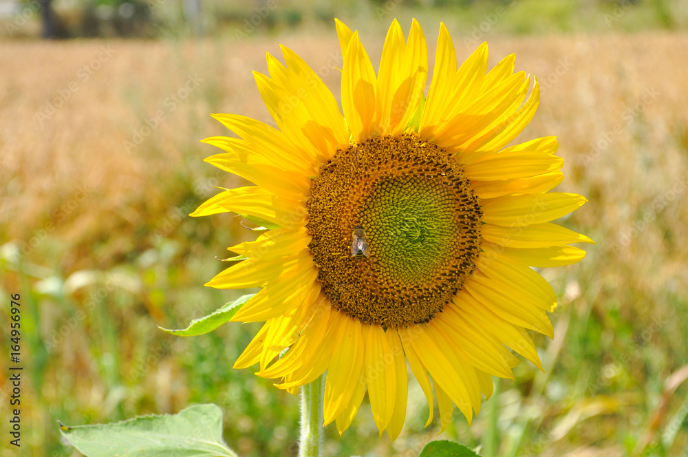 Obraz premium Sunflower in full bloom. Sunflower in a garden