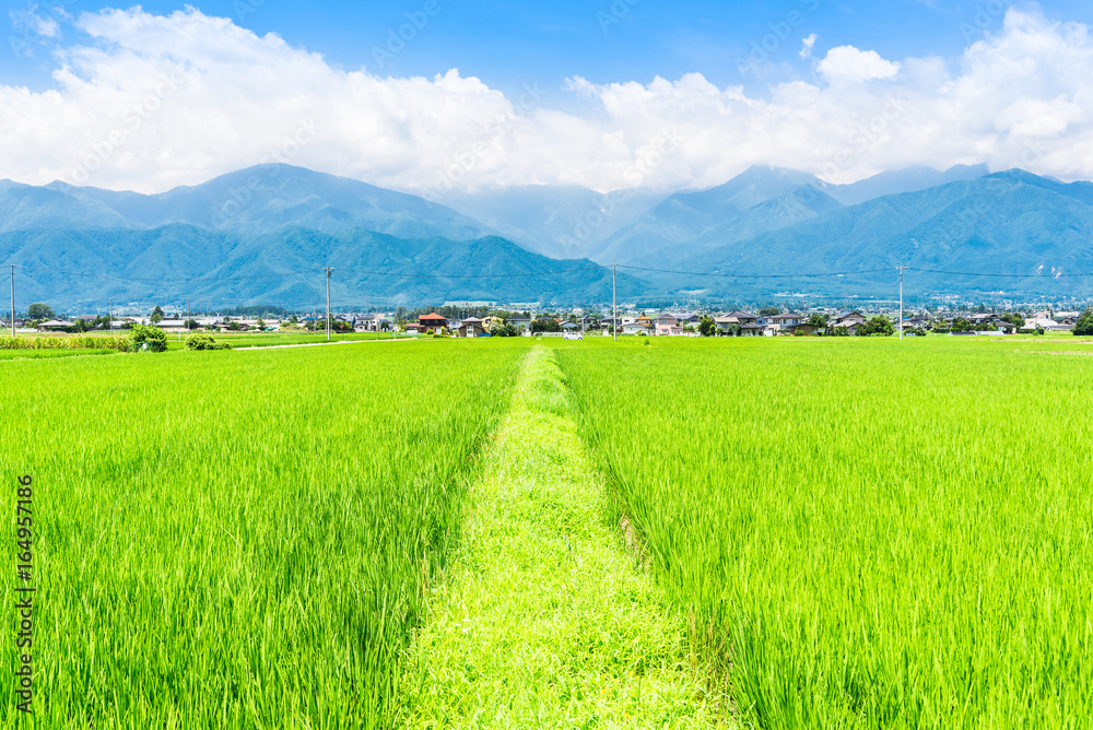 Fototapeta premium 夏の信州 安曇野の田園風景