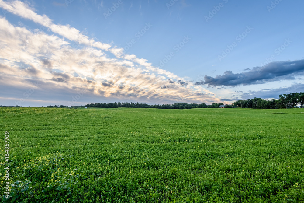 wheat fields in summer with young crops