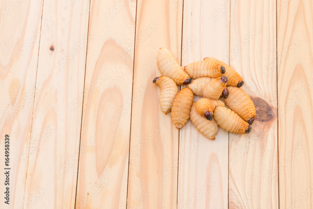 Red palm weevil on the wooden floor background (Rhynchophorus ferrugineus) Larvae of insects Selective focus with shallow depth of field Red palm weevil on the wooden floor background (Rhynchophorus ferrugineus) Larvae of insects Selective focus with shallow depth of field
