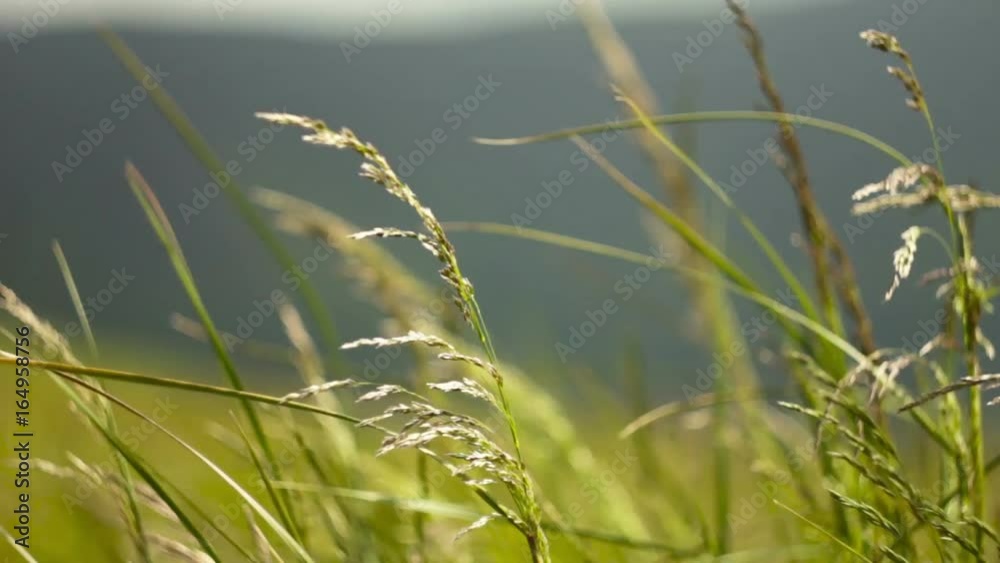 wind shaking blowing wheat field grass in mountains nature background wind shaking blowing wheat field grass in mountains nature background