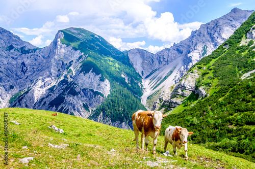 cows at the european alps