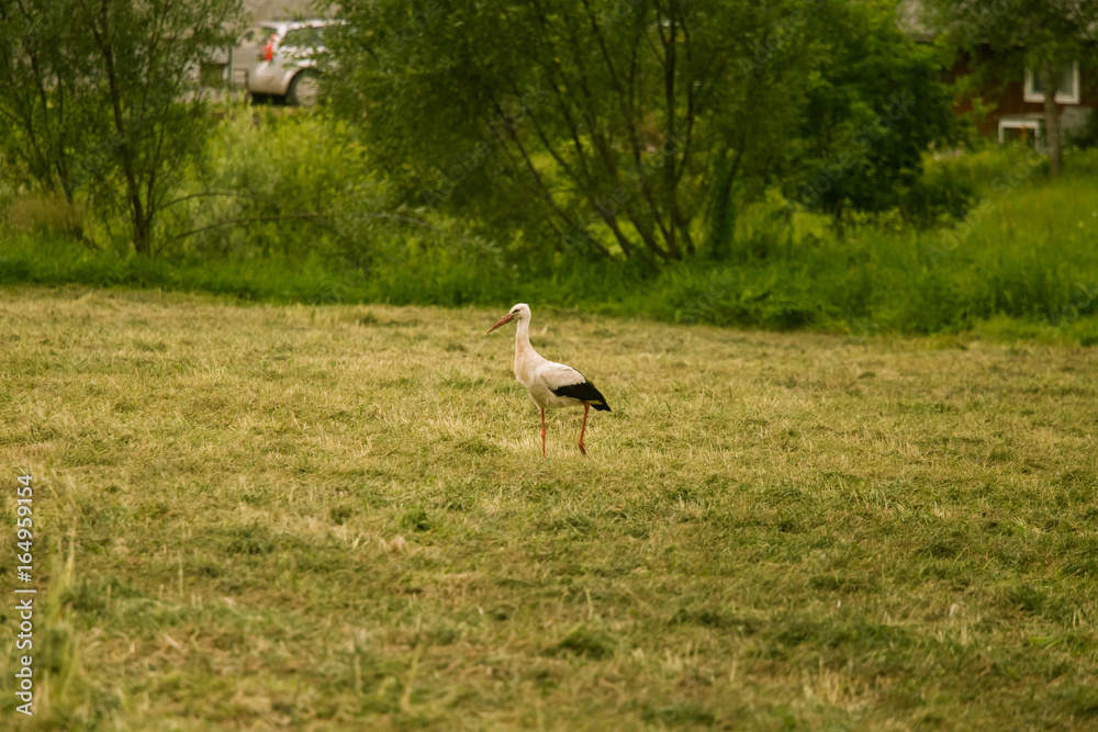 A beautiful white stork feeding in a meadow near country house. Rural landscape. A beautiful white stork feeding in a meadow near country house. Rural landscape.