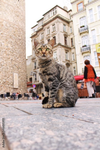 Canvas Print Chat d'Istanbul - Tour de Galata