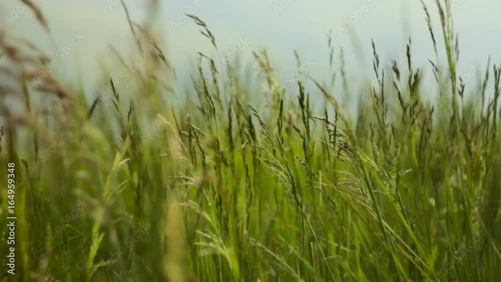 wind shaking blowing wheat field grass in mountains nature background wind shaking blowing wheat field grass in mountains nature background