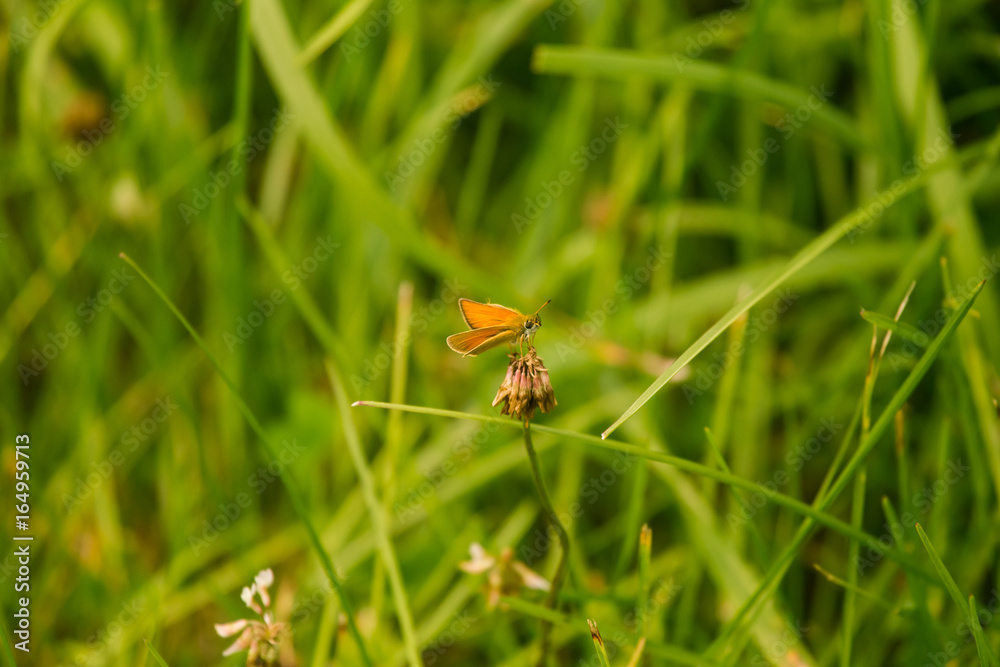 A beautiful small butterfly sitting on a flower in summer meadow. Vibrant closeup landscape A beautiful small butterfly sitting on a flower in summer meadow. Vibrant closeup landscape