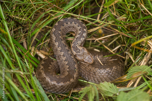 A beautiful viper hiding in a grass in summer meadow. Reptile portrait.